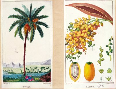 Date tree and fruit, early nineteenth century by Pierre Jean Francois Turpin